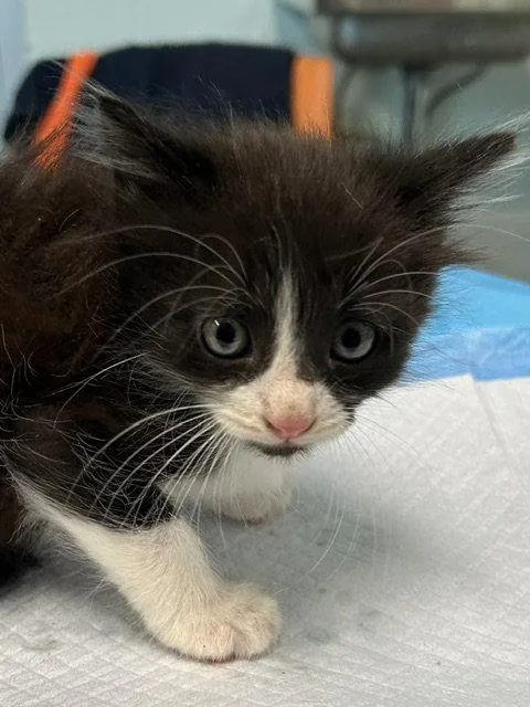 A baby small-sized male Black Domestic Long Hair cat named Oslo for adoption in Tavares, FL