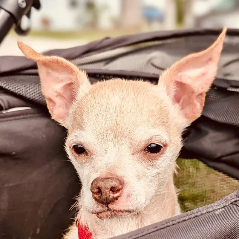 A senior small-sized male Yellow / Tan / Blond / Fawn Chihuahua dog named Chance for adoption in Sarasota, FL