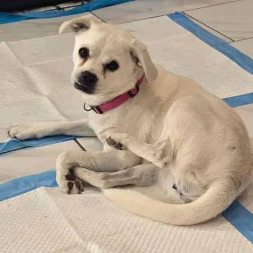 Golden Toad thumbnail 2