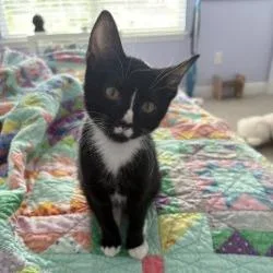Cleo thumbnail 2