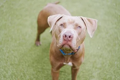 An adult large-sized male Terrier dog named Barbacoa for adoption in Bellevue, WA