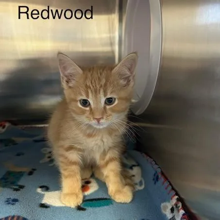 Redwood