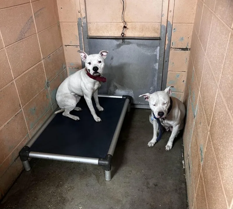 A young medium-sized female Pit Bull Terrier dog named Drama for adoption in Gautier, MS
