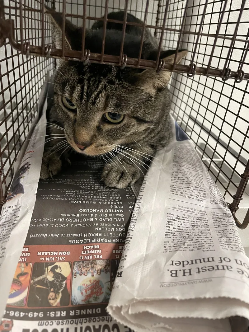 An adult medium-sized male Domestic Short Hair cat named Spaghetti for adoption in Van Nuys, CA