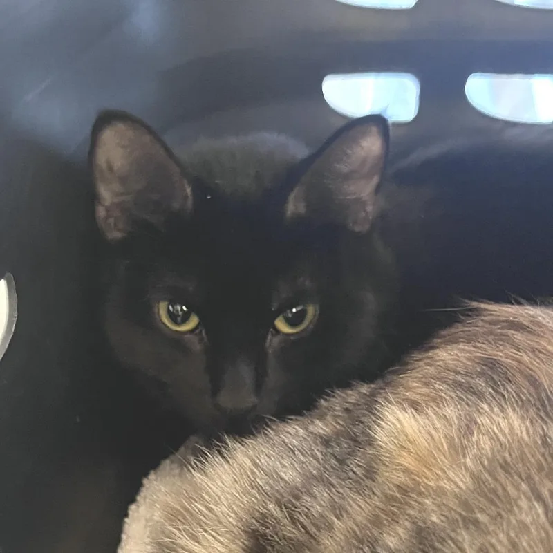 An adult medium-sized female Black Domestic Short Hair cat named Onyx for adoption in Fairport, NY
