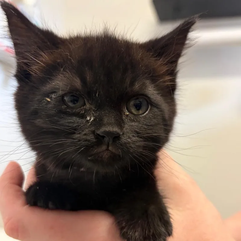 A baby small-sized female Black Domestic Short Hair cat named Granita for adoption in Santa Barbara, CA