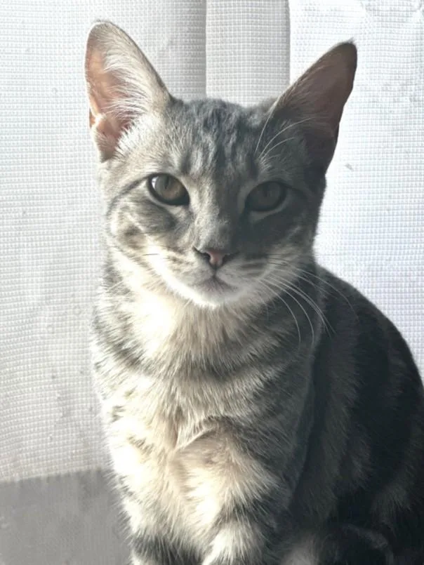 A young small-sized female Domestic Medium Hair cat named Ashley for adoption in Burbank, CA