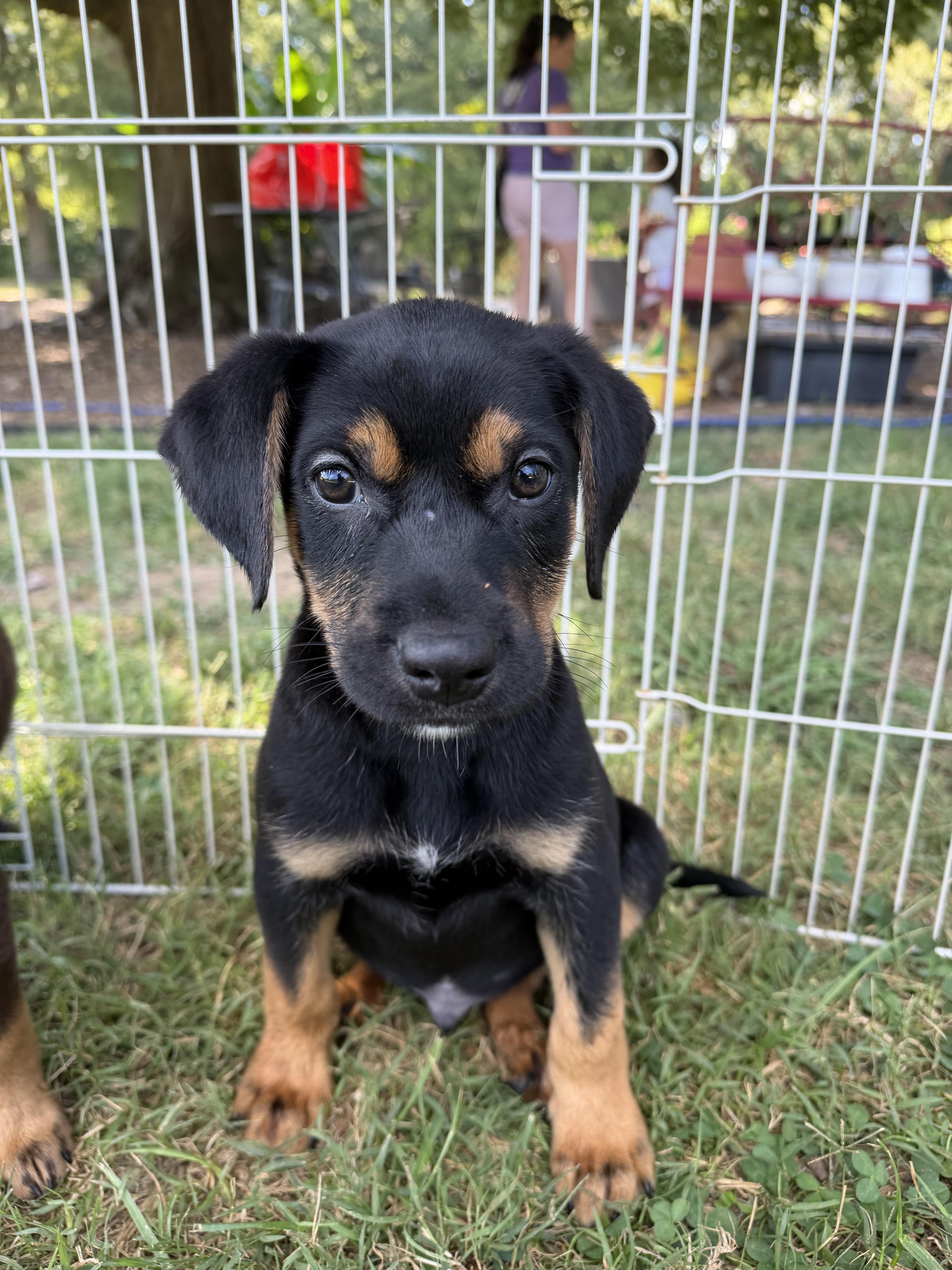 A baby medium-sized male Mixed Breed dog named Neo for adoption in Monroe, NC