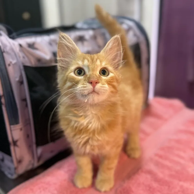 A baby small-sized male Orange / Red Domestic Medium Hair cat named Prince for adoption in Los Angeles, CA