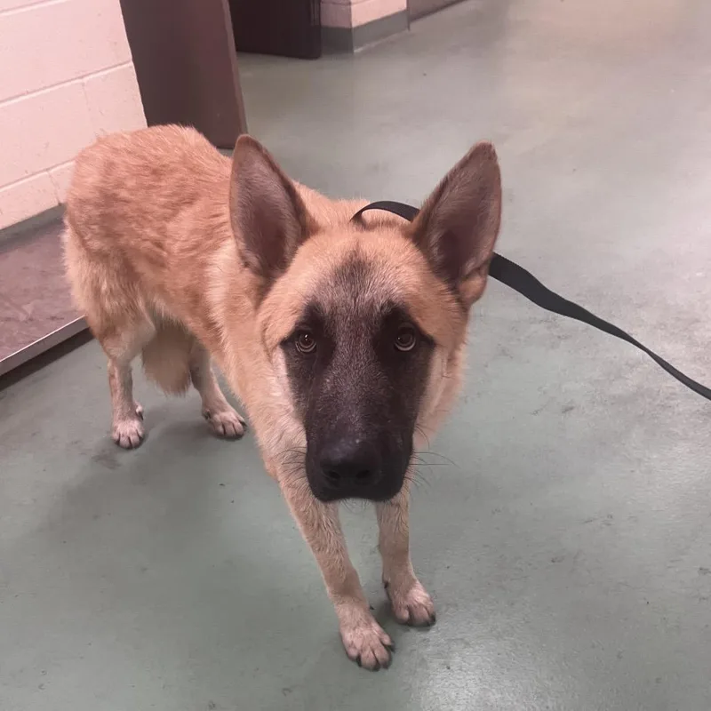 A young large-sized male Yellow / Tan / Blond / Fawn Mixed Breed dog named Mickey for adoption in Memphis, TN