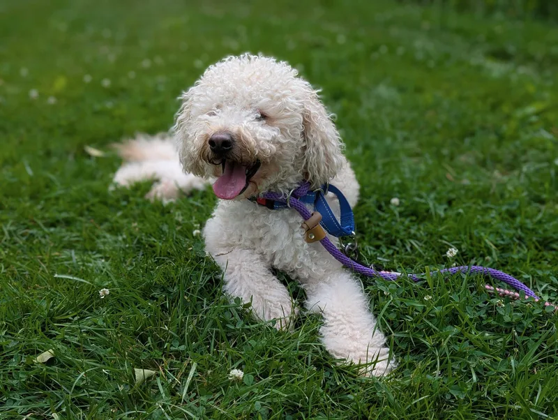 A young medium-sized male White / Cream Goldendoodle dog named Bodhi for adoption in North Haven, CT