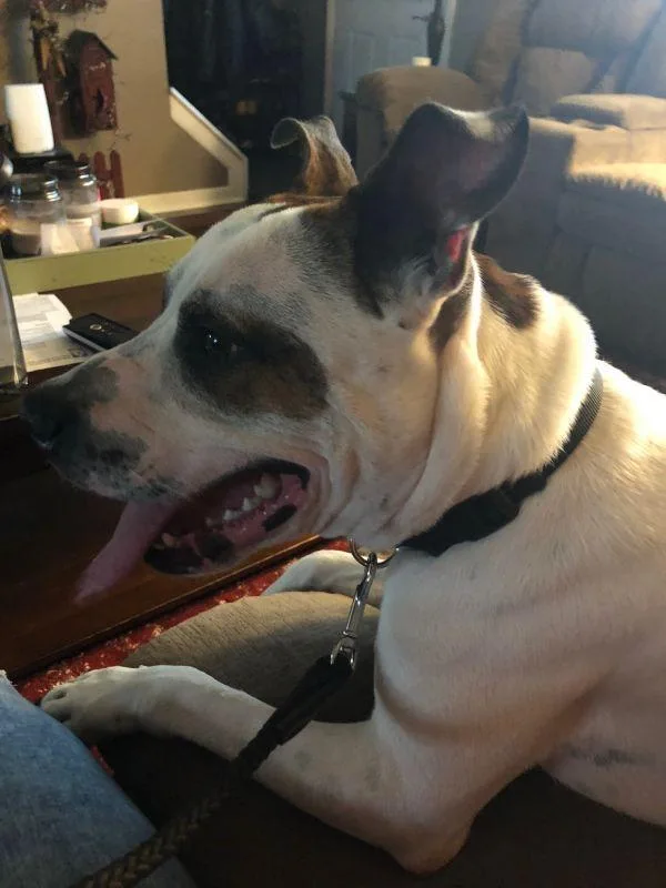 An adult medium-sized male Terrier dog named Jake for adoption in Germantown, OH