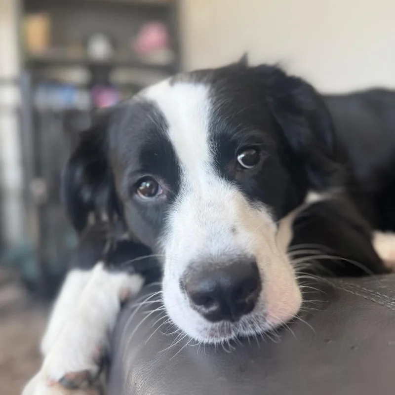 An adult large-sized male Black Mixed Breed dog named Oliver for adoption in Shawnee, KS