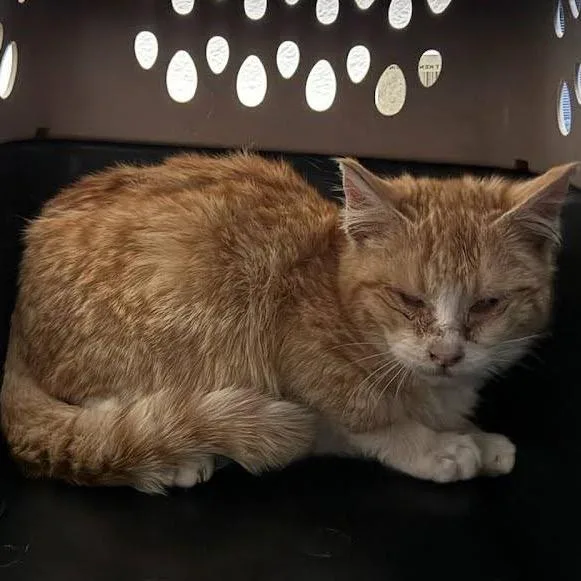 A young small-sized male Orange / Red Domestic Short Hair cat named Dumpling for adoption in Grantsville, UT
