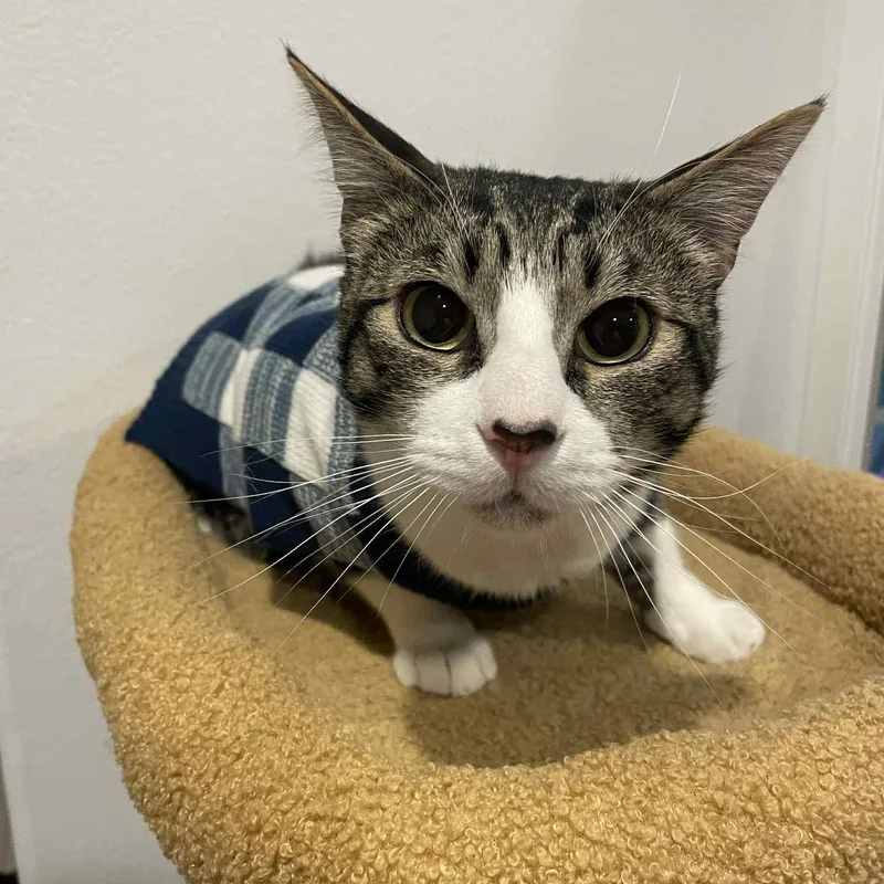 Bootstrap Bill thumbnail 2