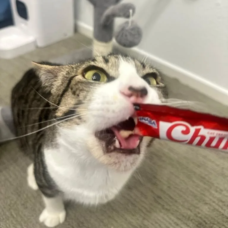 Bootstrap Bill thumbnail 3