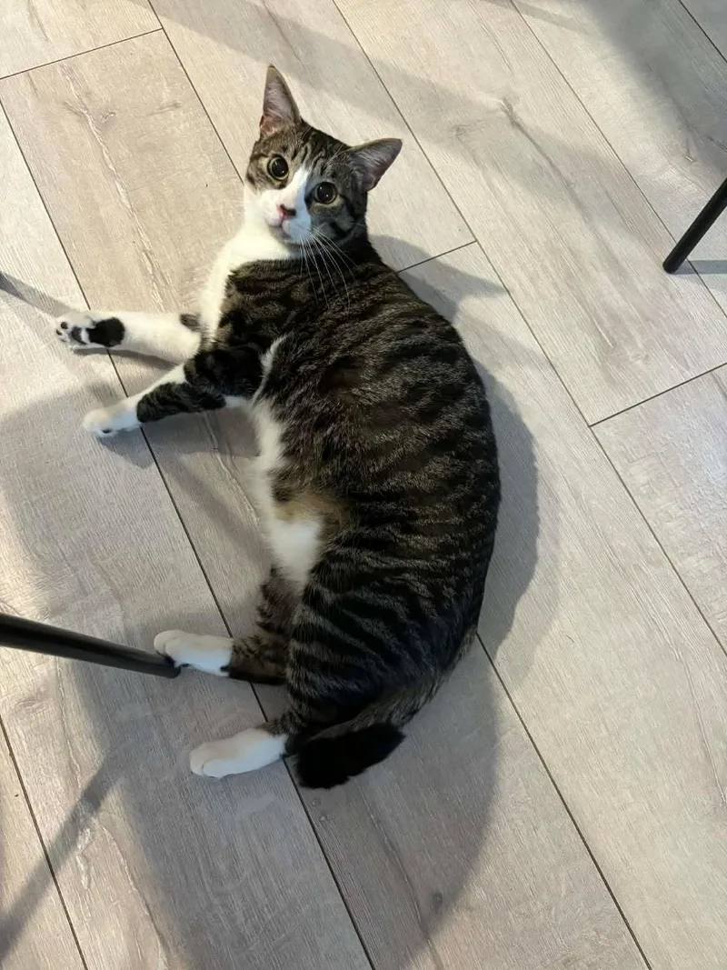 Bootstrap Bill thumbnail 4