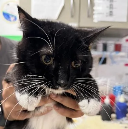 An adult small-sized female Domestic Short Hair cat named Sweet & Spicy Sriracha for adoption in West Chester, PA