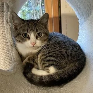 A baby small-sized male Gray / Blue / Silver Tabby cat named Emmet for adoption in Greensboro, NC
