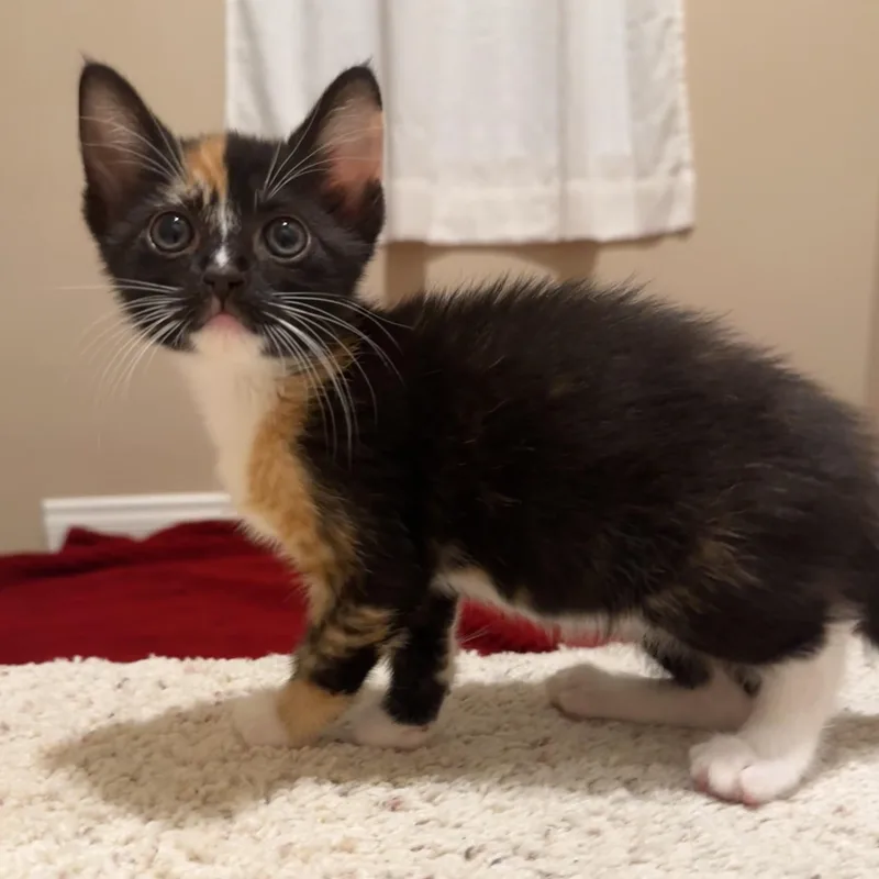 A baby medium-sized female Calico Domestic Short Hair cat named Banshee for adoption in Santa Ana, CA