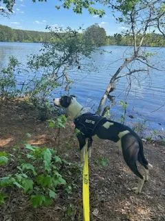 A young medium-sized female Mixed Breed dog named Crown E for adoption in Atlanta, GA