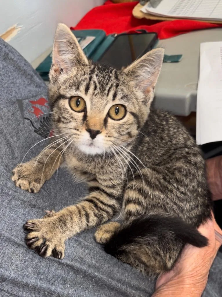 A baby medium-sized female Domestic Short Hair cat named Biscuit for adoption in Hartford City, IN