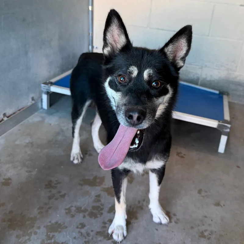 An adult medium-sized female Husky dog named Yip for adoption in Edinburg, TX
