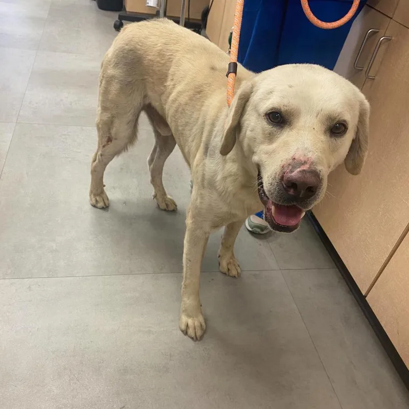 An adult large-sized male White / Cream Labrador Retriever dog named Jack for adoption in Dallas, TX