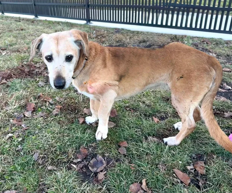 Honey Bun thumbnail 2