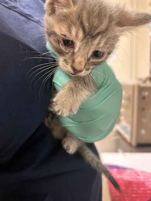 A baby small-sized male Domestic Short Hair cat named Tommy Pickles for adoption in Riverside, CA