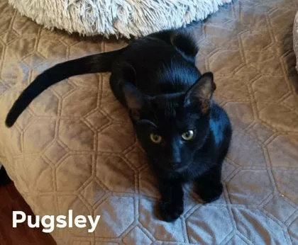 A young small-sized male Domestic Short Hair cat named Pugsley Collins for adoption in Beatrice, NE