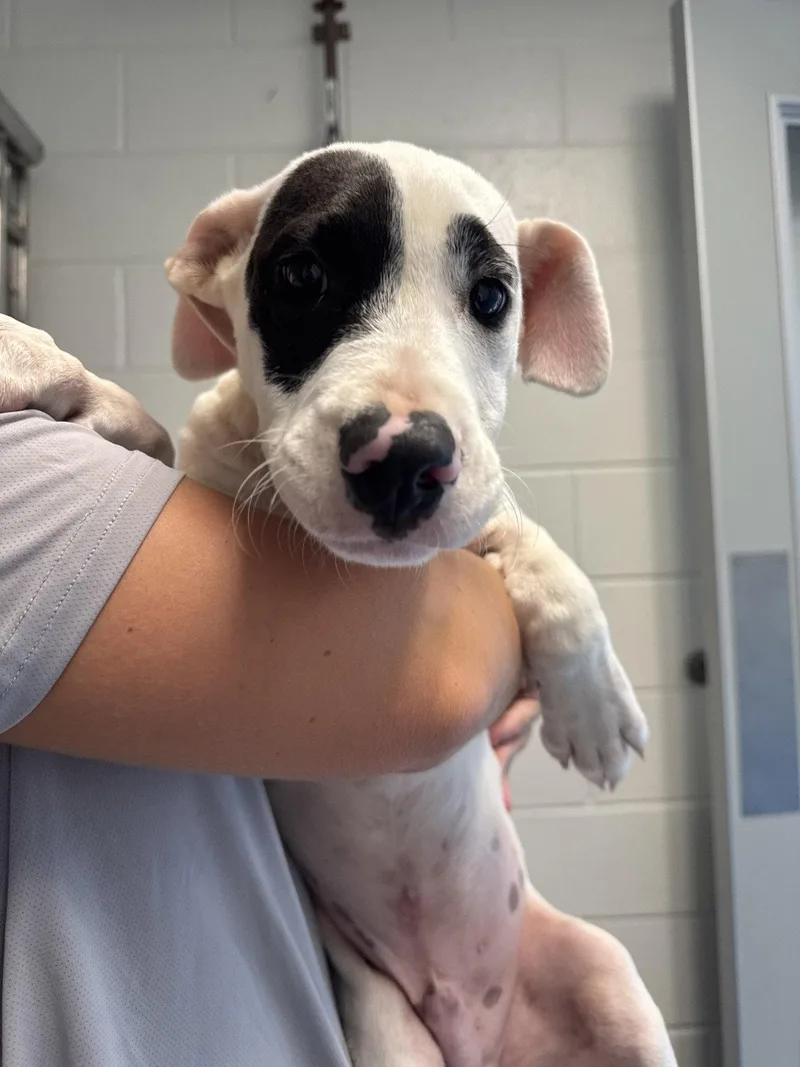 A young medium-sized male Terrier dog named Quincy for adoption in Hilton Head Island, SC