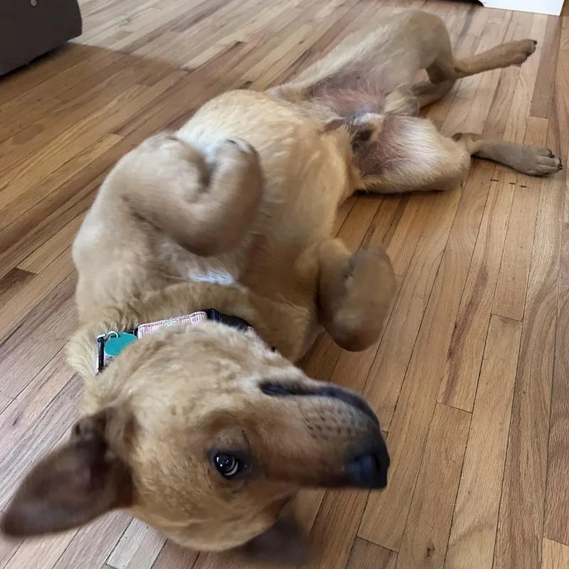 A young medium-sized male Yellow / Tan / Blond / Fawn Mixed Breed dog named Jimmy for adoption in Buffalo, MN