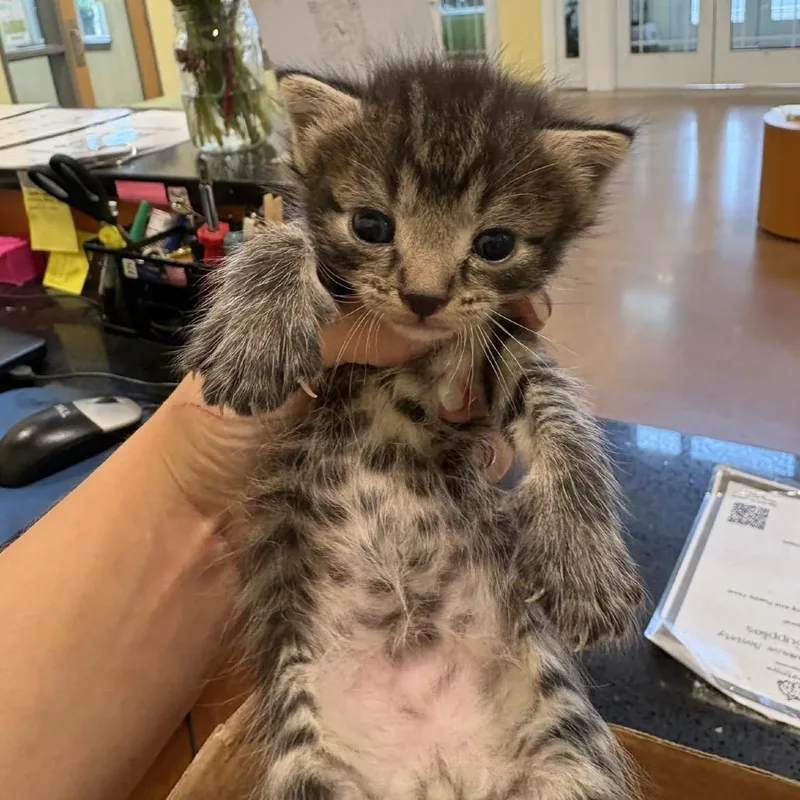 A baby small-sized male Brown / Chocolate Domestic Short Hair cat named Squirm for adoption in Lynchburg, VA