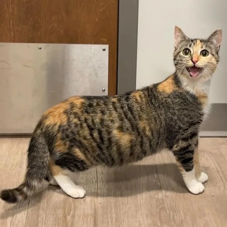A young medium-sized female Calico Domestic Short Hair cat named Punkin for adoption in Wilmington, DE