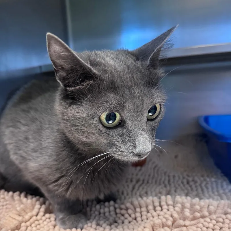 A young medium-sized female Gray / Blue / Silver Domestic Short Hair cat named Umbreon for adoption in South Haven, MI