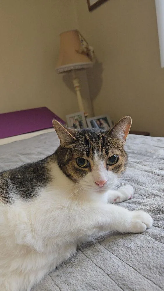 An adult large-sized male Domestic Short Hair cat named Mickey for adoption in Ferndale, MI