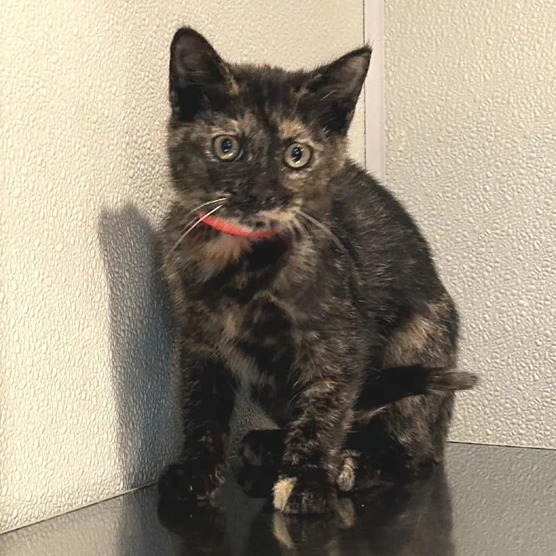 IVHSStray