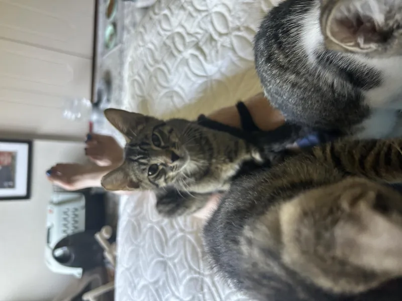 A baby medium-sized male Domestic Short Hair cat named Arlo for adoption in Lincoln, CA