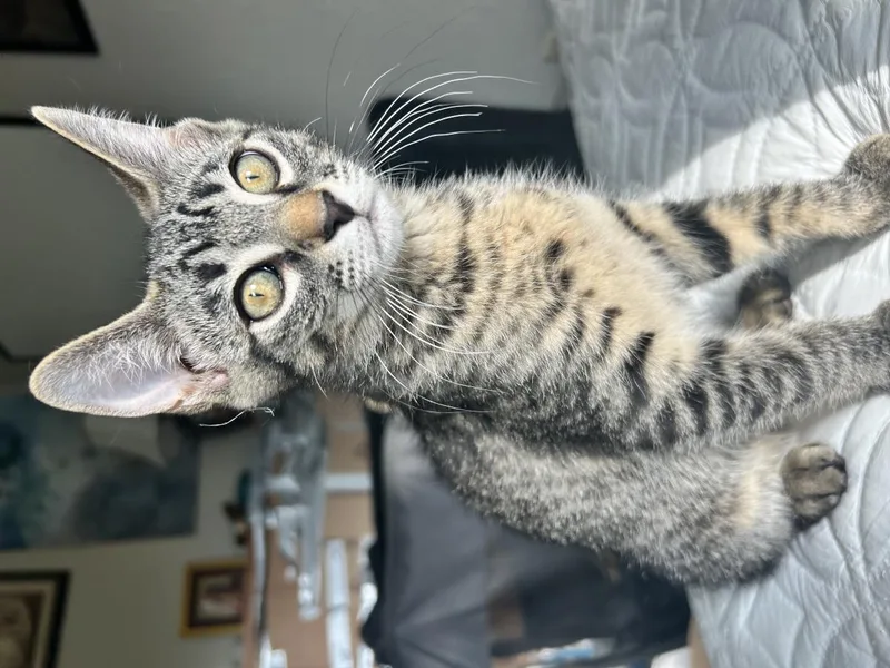 Arlo thumbnail 3
