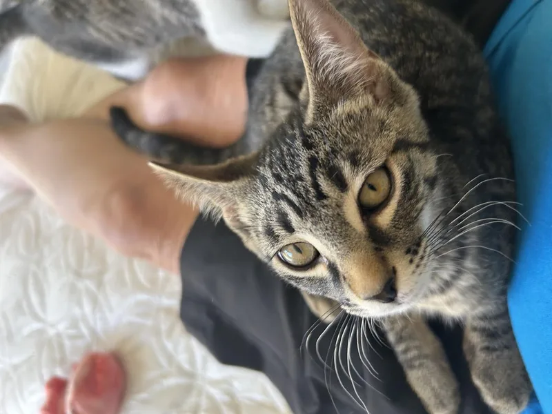 Arlo thumbnail 6