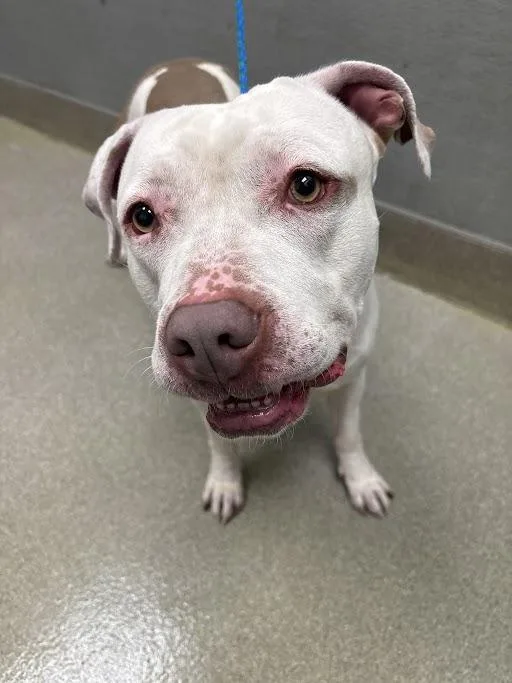 An adult large-sized male Pit Bull Terrier dog named Jt for adoption in Las Vegas, NV