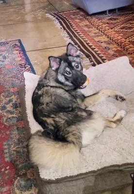 A young medium-sized male Mixed Breed dog named Max for adoption in Dallas, TX