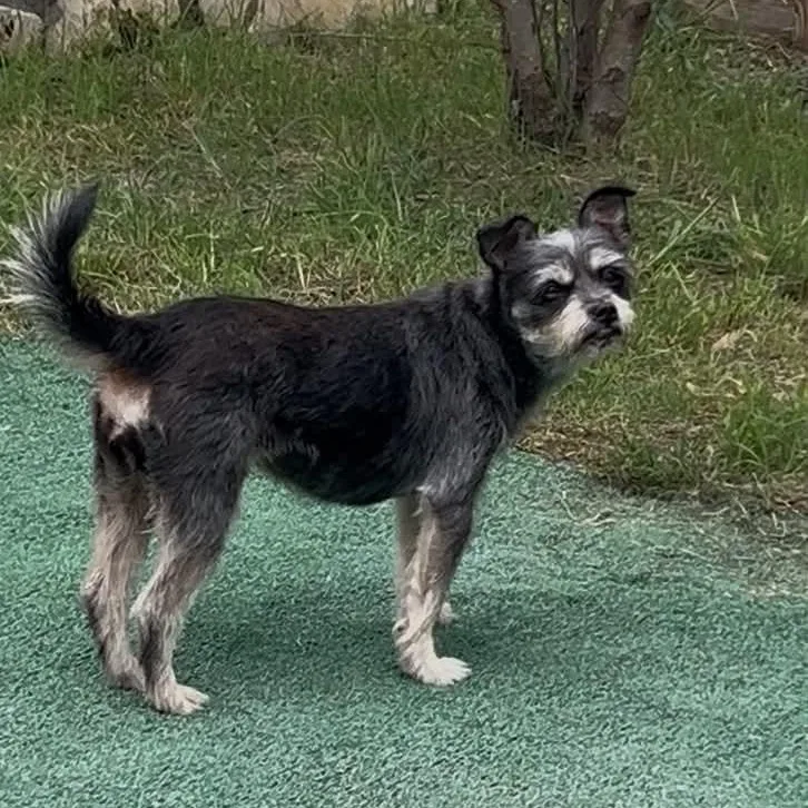 A senior small-sized female Gray / Blue / Silver Terrier dog named Bluebonnet for adoption in Warren, RI