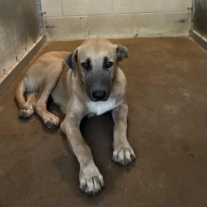 A young medium-sized male Yellow / Tan / Blond / Fawn Shepherd dog named Tanner for adoption in Edinburg, TX