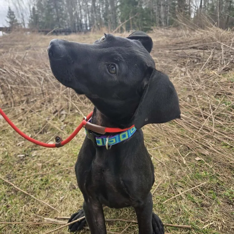 A baby medium-sized female Black Mixed Breed dog named Callie for adoption in Park Falls, WI
