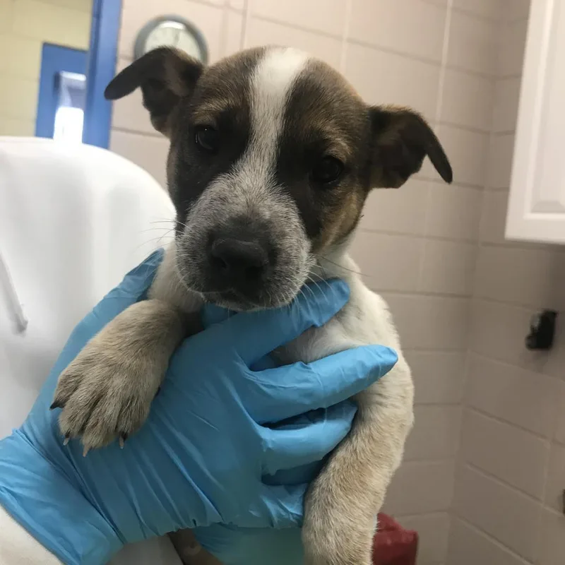 An adult medium-sized male White / Cream Mixed Breed dog named Scout "Flynn" for adoption in Huntsville, AL