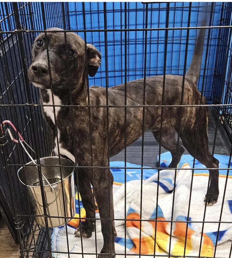 A young medium-sized male Brindle Black Labrador Retriever dog named Sonny for adoption in Centerville, GA