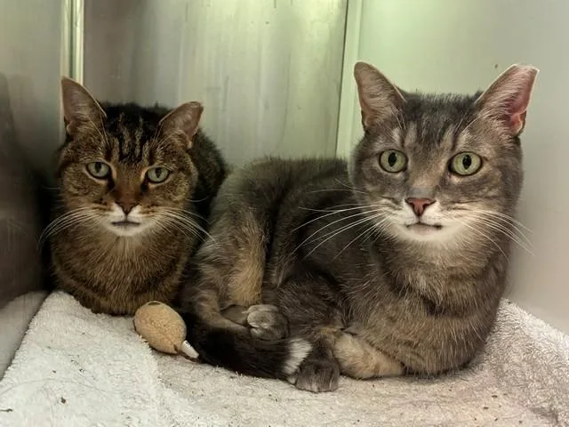 An adult medium-sized female Domestic Short Hair cat named Momo for adoption in Brighton, CO