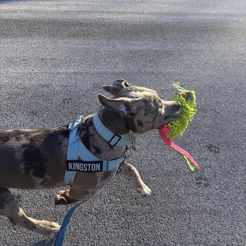 A young large-sized male Gray / Blue / Silver Pit Bull Terrier dog named Kingston for adoption in Saratoga Springs, NY